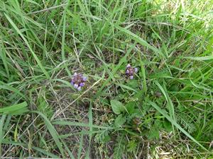 Prunella vulgaris s Achillea aspleniifolia